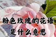 探寻19朵玫瑰花语的深层含义（解读每一朵玫瑰的代表意义，了解更多浪漫语言的秘密）