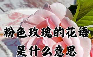 探寻19朵玫瑰花语的深层含义（解读每一朵玫瑰的代表意义，了解更多浪漫语言的秘密）