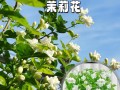 夏季如何养护虎头茉莉（掌握关键技巧，让虎头茉莉在夏天绽放美丽）