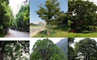 香樟树的生长周期及特点（探究香樟树的生命周期以及适宜生长条件）