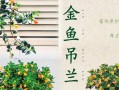 金鱼吊兰花期全面养护指南（如何管理金鱼吊兰花期，让其长势喜人？）