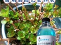 花带营养液（探索花带营养液的正确使用方法，让花朵绽放更美丽）