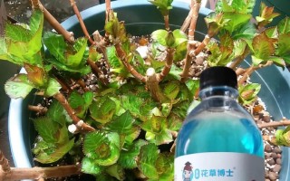 花带营养液（探索花带营养液的正确使用方法，让花朵绽放更美丽）