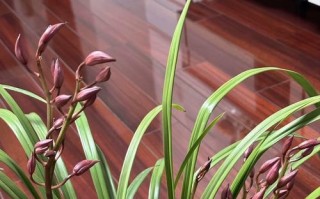 以兰花为主题的生命之美（探索兰花的生命力与魅力）