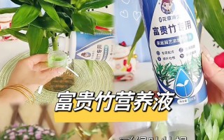 如何正确浇水养护富贵竹（掌握正确的浇水方法，让富贵竹更健康）