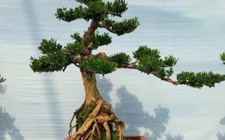 黄杨的最佳品种选择（如何选择适合自己的黄杨品种）