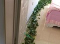 绿萝长势旺盛，如何打造出美丽的摆设？（通过巧妙摆放和修剪，让绿萝成为室内装饰的焦点）