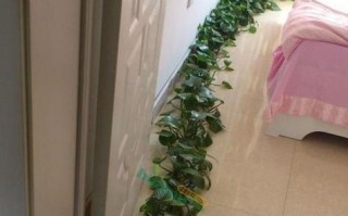 绿萝长势旺盛，如何打造出美丽的摆设？（通过巧妙摆放和修剪，让绿萝成为室内装饰的焦点）