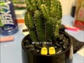 盆景仙人掌的养殖与鉴赏（掌握仙人掌的种植技巧，打造独特的盆景艺术）