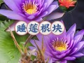 小盆栽睡莲的换水技巧（让你的小盆栽睡莲焕发生机的五个关键步骤）