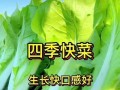 掌握时令，种植更得心应手——快菜种植全攻略