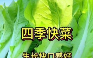 掌握时令，种植更得心应手——快菜种植全攻略