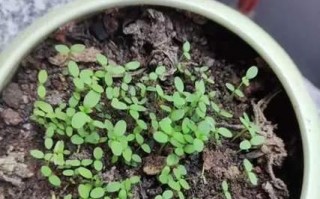 鸡冠花花期详解（花期分析，生长环境，养护技巧）