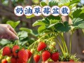 盆栽草莓的压条技术（掌握压条技术，让盆栽草莓更易繁衍）