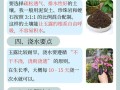 冬季多肉玉露的养殖技巧
