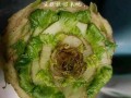 白菜缺水的迹象及应对方法（如何判断白菜是否缺水及应对措施）