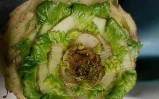 白菜缺水的迹象及应对方法（如何判断白菜是否缺水及应对措施）