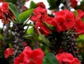 如何让刺梅花变得更红？（解决刺梅花不红问题的实用方法）