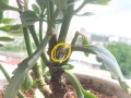 长寿花干叶的奇妙之谜（揭开长寿花干叶的秘密，探索其不凋之源）