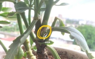 长寿花干叶的奇妙之谜（揭开长寿花干叶的秘密，探索其不凋之源）