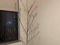 白玉兰树的养植方法（打造花园中的绝美之选）