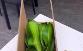 如何正确养护巴西铁植物（打造健康繁茂的巴西铁，关键在于养护技巧）