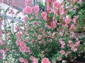 盆栽木槿花的养殖技巧（打造花园中的精美盆栽——木槿花）