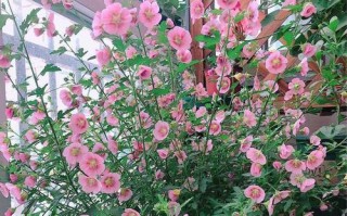 盆栽木槿花的养殖技巧（打造花园中的精美盆栽——木槿花）