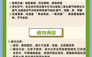 如何培养白掌高大挺拔（掌握关键养殖技巧，让白掌生长壮实）