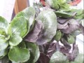 花叶发黄如何处理？（快速修复植物叶片失色问题的有效方法）