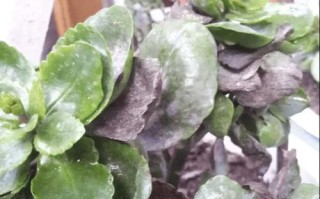 花叶发黄如何处理？（快速修复植物叶片失色问题的有效方法）