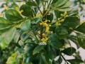 米兰杆上有虫子，如何处理？（保护米兰杆免受虫害侵扰）