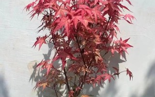 在家也能种植美丽的枫树（如何在家庭环境中种植适合枫树生长的条件）