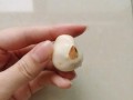 郁金香生虫问题的治理方法（有效防治郁金香生虫，保护花卉健康生长）