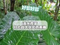 滴水观音叶子烂了怎么办？（教你轻松应对滴水观音养护难题，让你的观音常青常美）