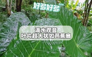 滴水观音叶子烂了怎么办？（教你轻松应对滴水观音养护难题，让你的观音常青常美）