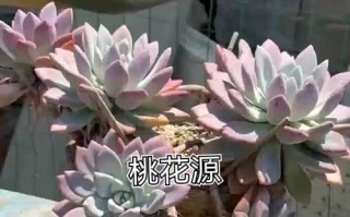 盆桃花的养殖技巧（打造盆桃花的美丽园林——从养殖到繁衍）