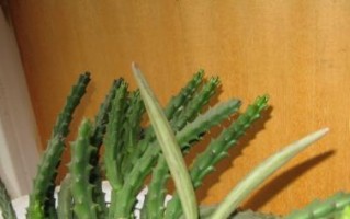 揭秘仙人指不开花之谜（探索仙人指开花的奥秘，让生命绽放）