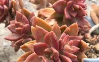 姬胧月养殖（打造最优雅的姬胧月，仅需这些方法！）