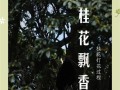 金桂花期观察与了解（探索金桂花开放的时节及其特点）
