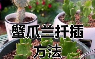 蟹爪兰秋天扦插，避免烂掉的秘诀（如何有效保护蟹爪兰秋天扦插，避免腐烂问题）