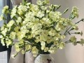 康乃馨鲜花的养护方法（如何正确地浇水和养护康乃馨花？）