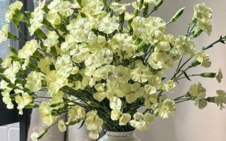 康乃馨鲜花的养护方法（如何正确地浇水和养护康乃馨花？）