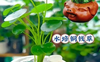 童钱草的水养技巧（打造绿意盎然的室内植物空间）