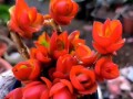 多肉花不红怎么办？（解决多肉花不红问题的有效方法）