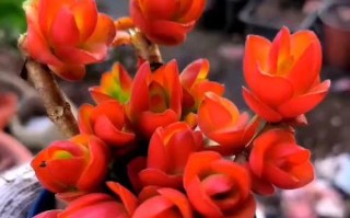 多肉花不红怎么办？（解决多肉花不红问题的有效方法）