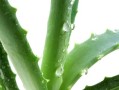 了解芦荟属于哪类植物？——揭开芦荟的神秘面纱（探寻芦荟的属名及相关知识点）