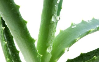 了解芦荟属于哪类植物？——揭开芦荟的神秘面纱（探寻芦荟的属名及相关知识点）