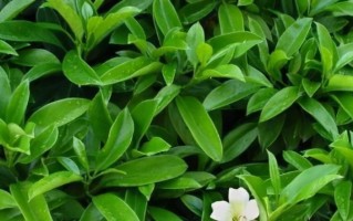 非洲茉莉的繁殖方法与技巧（从播种到扦插，掌握非洲茉莉的繁衍之道）