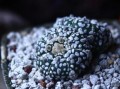 以星兜养仙人球，打造独特的植物世界（星兜养仙人球的养护技巧，让你的植物更加亮眼夺目）